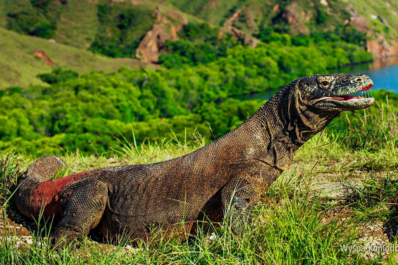 Meet the Komodo, the Apex Predator from the Dragon Island