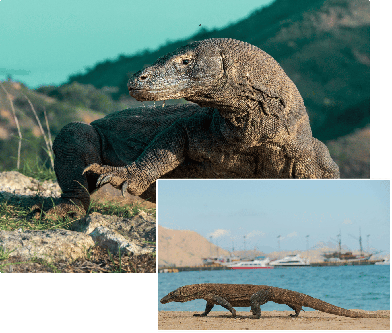Alam Komodo Tour | Best Tour Packages to Labuan Bajo & Komodo Island
