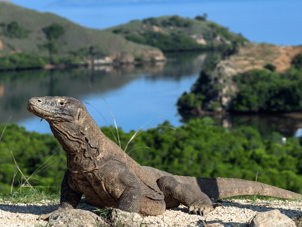 Komodo Tour 3 Days 2 Nights 