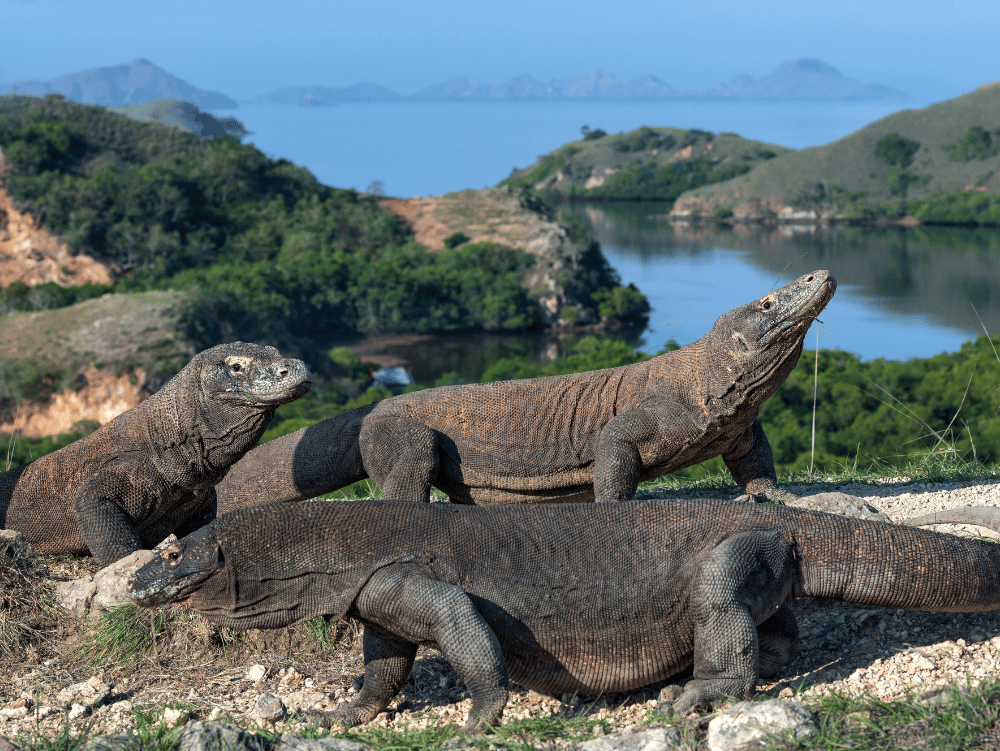 Explore Komodo & Flores Tour 9 Days 8 Nights