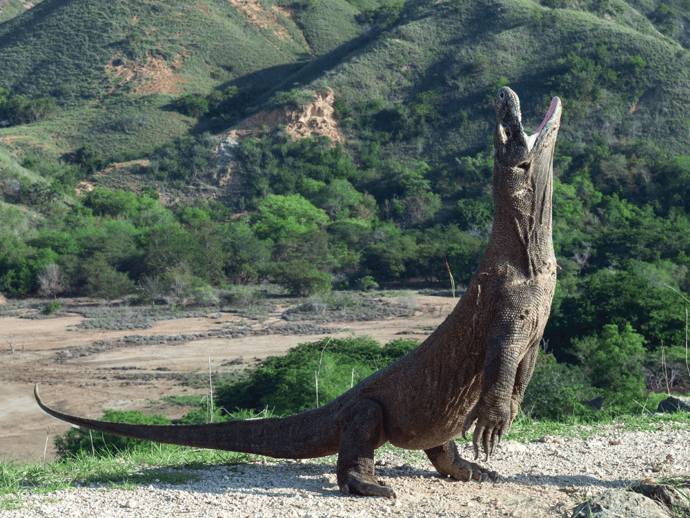 Komodo tour 2 days 1 night
