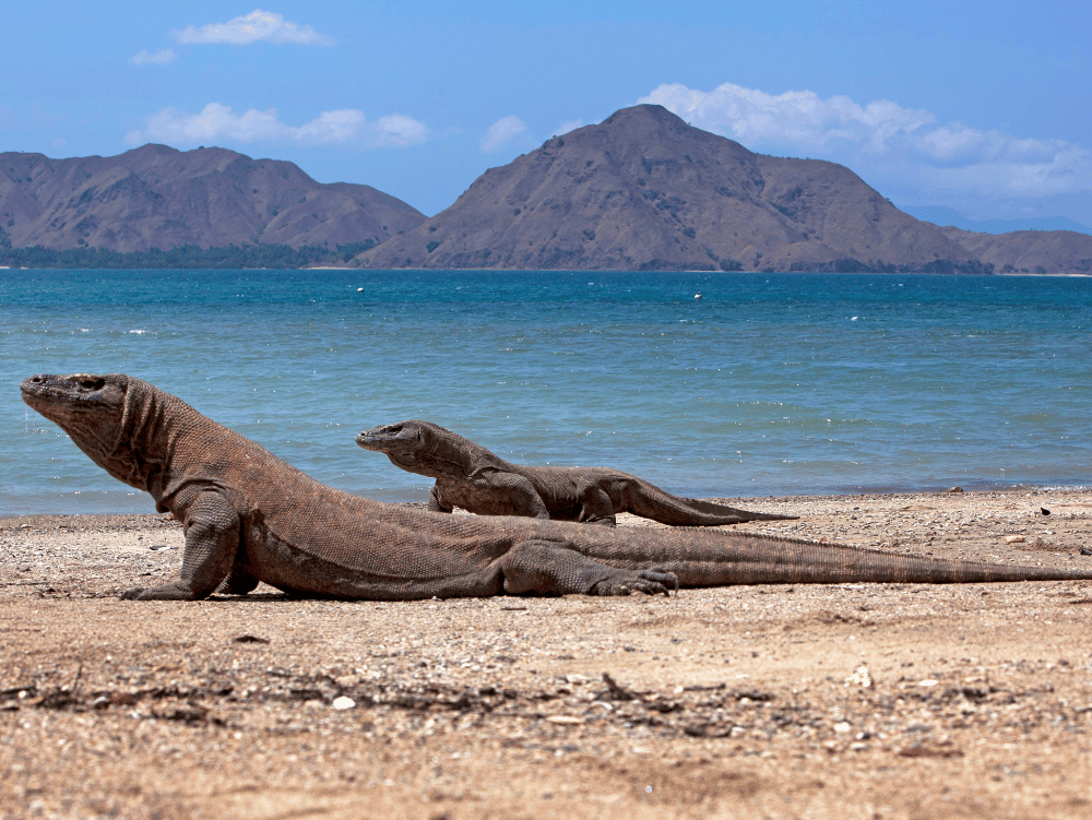 Komodo Adventure Tour 4 Days 3 Nights