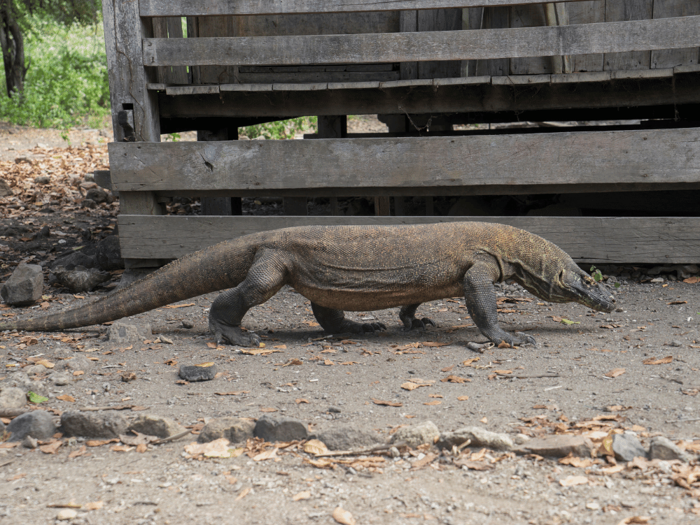 13 Days 12 Nights Flores and Komodo Adventure Tour